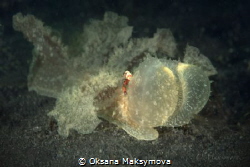 Melibe viridis with  the Imperator shrimp (Zenopontonia rex) by Oksana Maksymova 